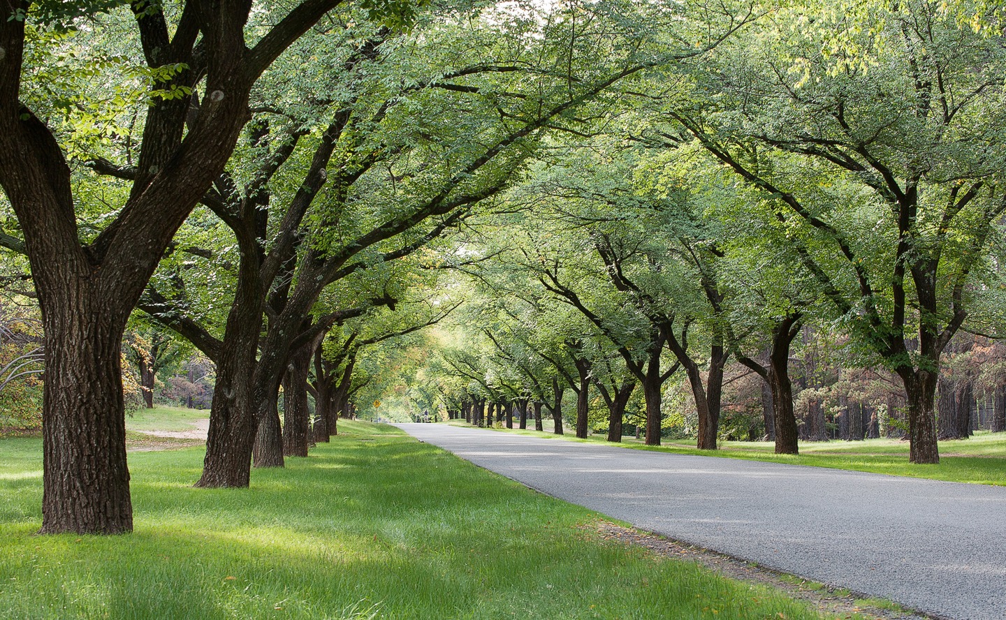 Tree Value Visions