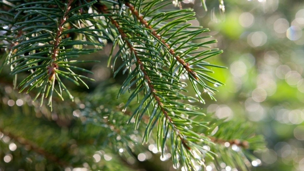 xristougenniatiko_dentro